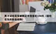 男子试吃花生被制止半夜偷走150斤（偷吃花生的野生动物）