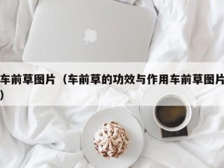 车前草图片（车前草的功效与作用车前草图片）