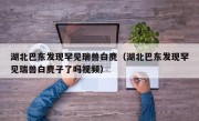 湖北巴东发现罕见瑞兽白麂（湖北巴东发现罕见瑞兽白麂子了吗视频）