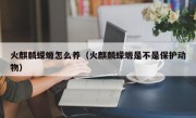 火麒麟蝾螈怎么养（火麒麟蝾螈是不是保护动物）